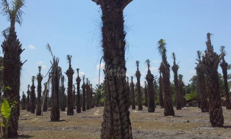 Tampak sejumlah batang pohon kelapa sawit hangus terbakar