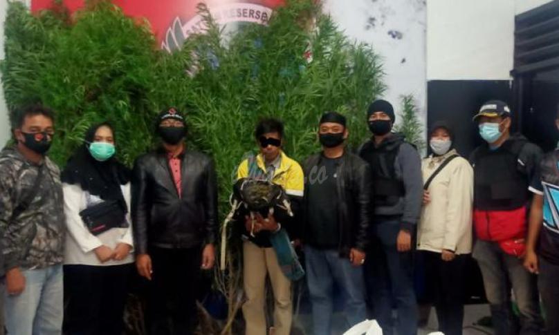 Pemilik kebun ganja di Rejang Lebong