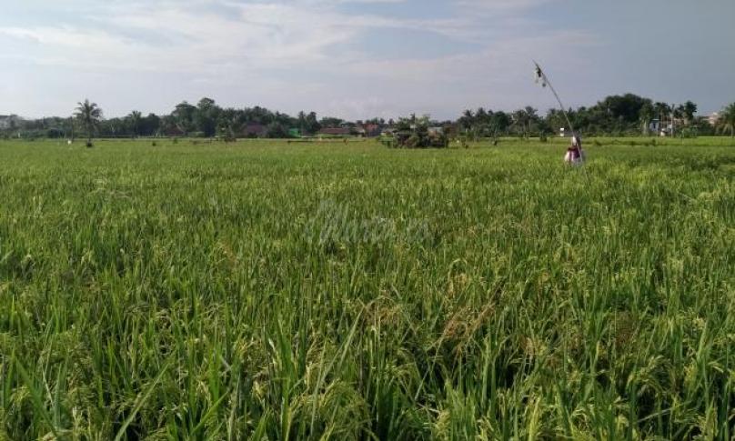 Puluhan Hektare Padi di Talang Semut Seluma Gagal Panen