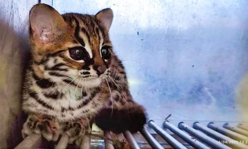 Tim Wildlife Rescue Unit Evakuasi Kucing Hutan Masuk Komplek Perumahan