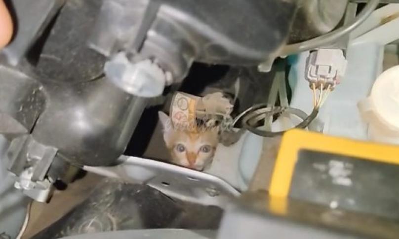 Kesatria Biru Selamatkan Seekor Kucing yang Terjepit di Kap Mesin Mobil