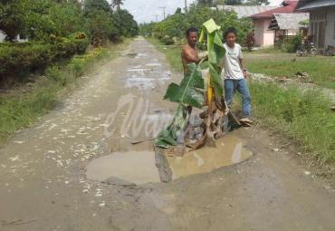 Protes keras, warga Rante Bone sedang menanam pohon pisang ditengah jalan