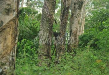 Perkebunan karet di Bengkulu