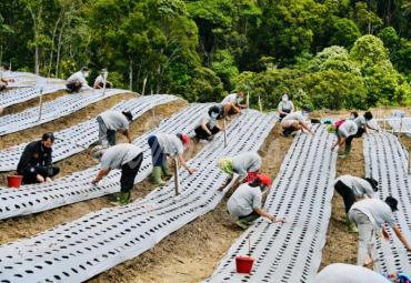 Kawasan Lumbung Pangan Baru di Sumatera Utara