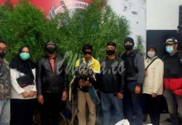 Pemilik kebun ganja di Rejang Lebong