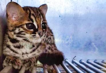Tim Wildlife Rescue Unit Evakuasi Kucing Hutan Masuk Komplek Perumahan