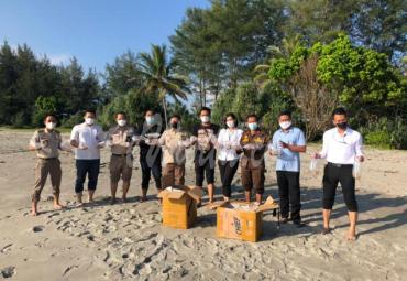 15 Ribu Benur Dilepaskan di Perairan Pulai Baai