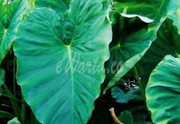 Daun Talas