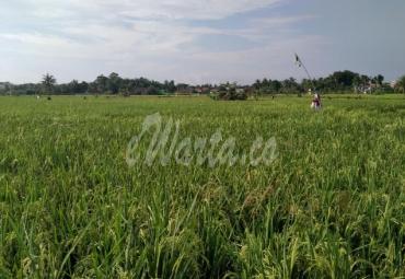 Daya Beli petani Bengkulu Alami Penurunan