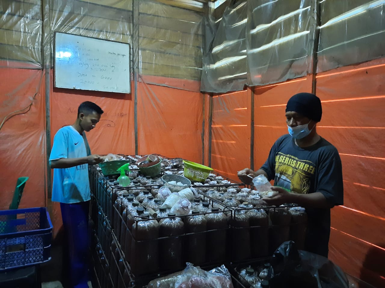 Budidaya jamur