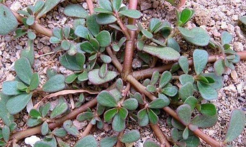 Rumput Krokot yang sering kita jumpai ternyata miliki segudang manfaat untuk kesehatan