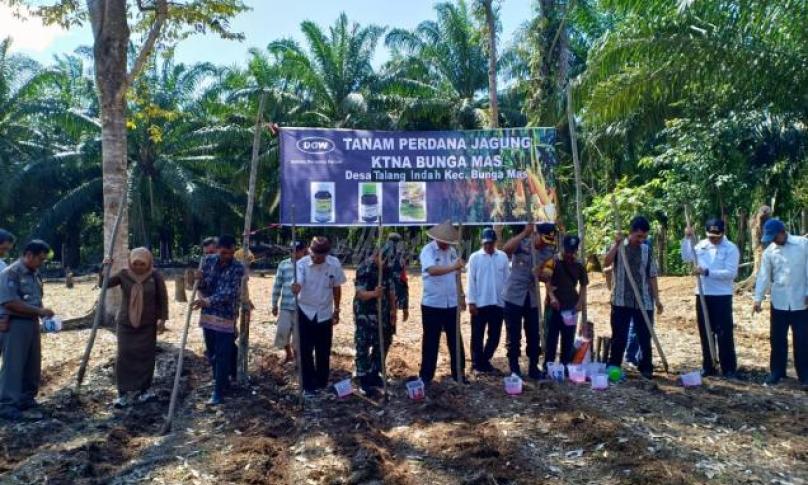Sesda Bengkulu Selatan menanam jagung perdana dan panen padi