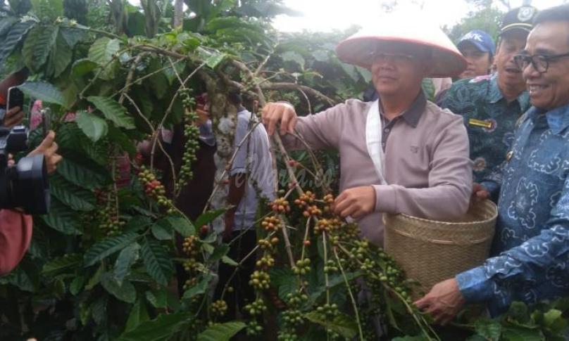 Gubernur panen kopi bersama kelompok tani di Kepahiang
