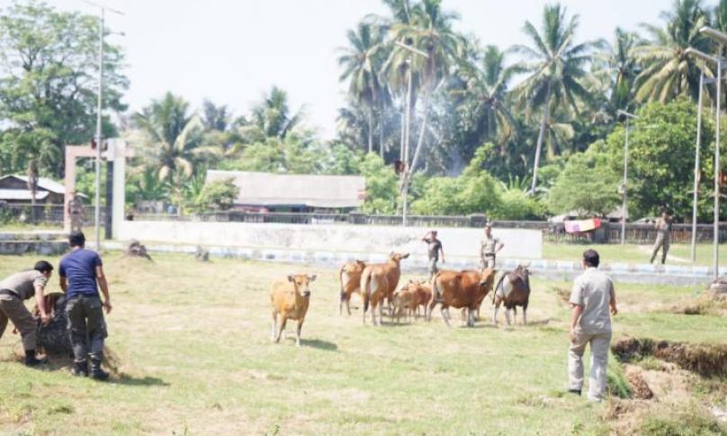 Petugas saat mengejar dan menggiring ternak milik warga yang selama ini sudah meresahkan 