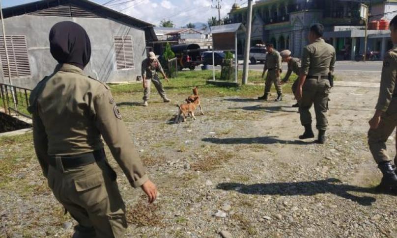 Penegakan Perda, Satpol PP Kabupaten Luwu Utara Razia hewan ternak di tempat dan fasilitas umum