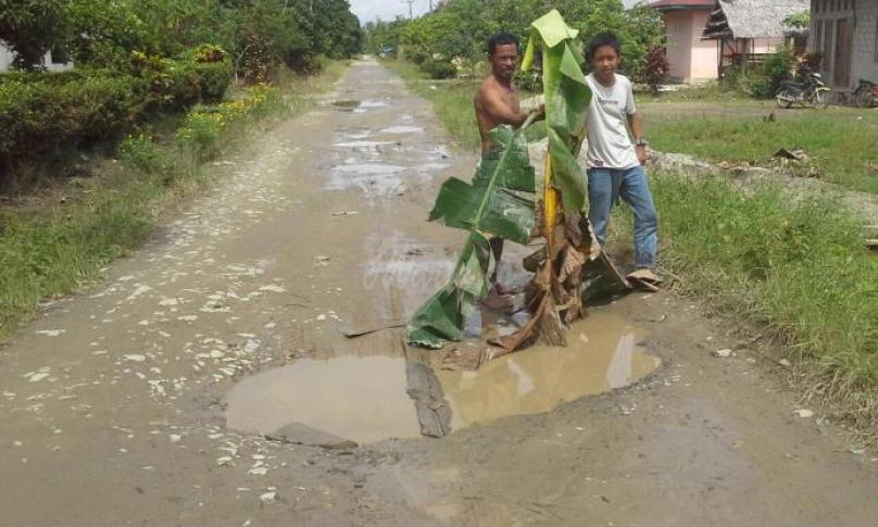 Protes keras, warga Rante Bone sedang menanam pohon pisang ditengah jalan
