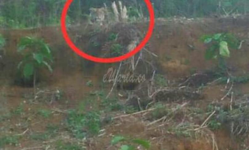 Harimau gegerkan warga Desa Batu Balai, Seluma Jumat (23/8).