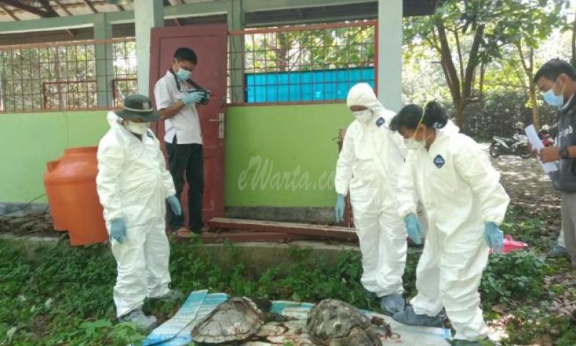 Tim dokter hewan saat mengevakuasi empat bangkai Penyu di seputaran PLTU Teluk Sepang, Rabu (4/12).