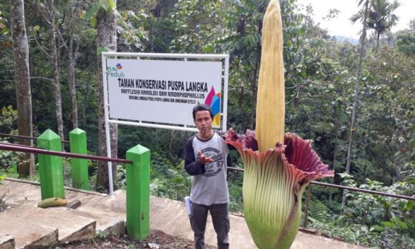 Bunga Kibut kurang lebih setinggi 2,3 meter tawarkan pesono jelang Natal dan Tahun Baru 2020, Selasa (17/12).