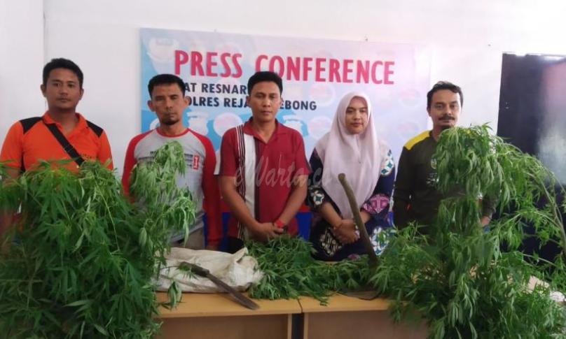 Satnarkoba Polres Rejang Lebong Temukan Satu Hektare Tanaman Ganja siap Panen, Jumat (3/1/2020).