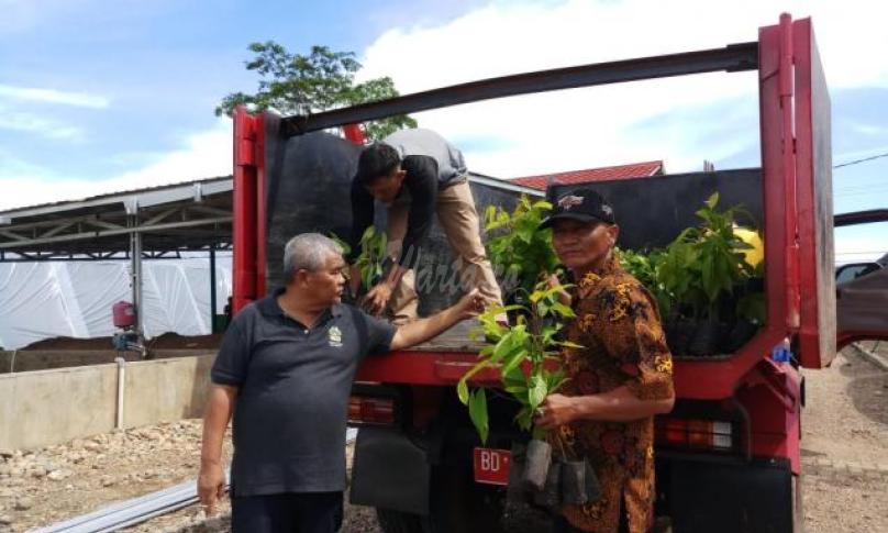 Bibit pohon diterima DLHK Bengkulu Selatan.