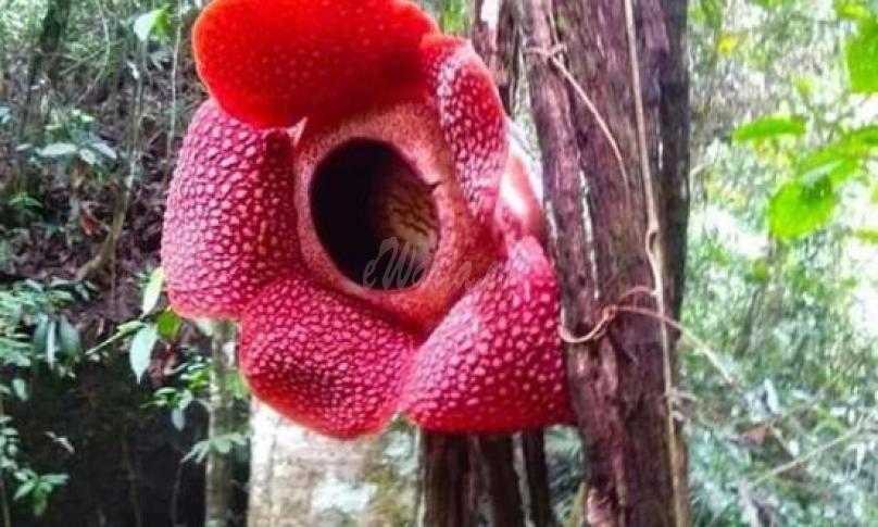 Bunga Rafflesia mekar di pohon, viral diperbincangkan warganet.