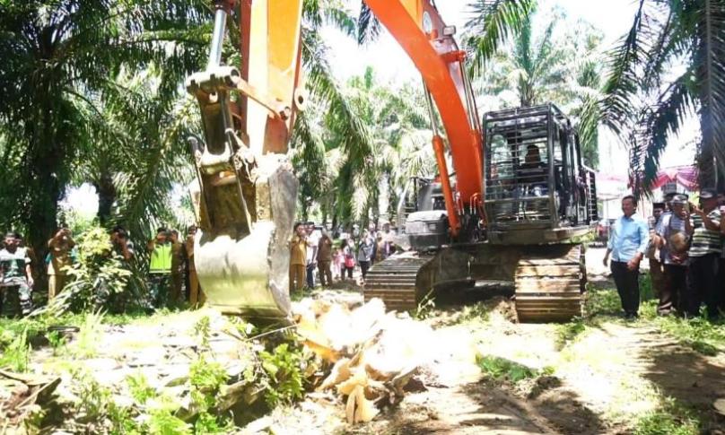Program replanting kelapa sawit dimulai.