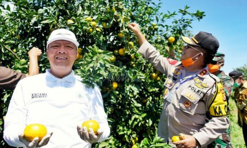 Gubernur Rohidin Mersyah saat mengunjungi kebun jeruk gergah di Kabupaten Lebong.