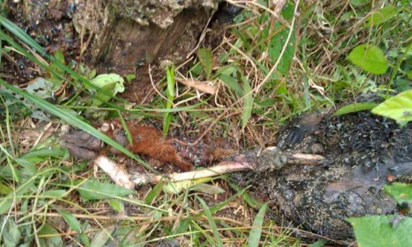 Bangkai hewan ternak milik warga