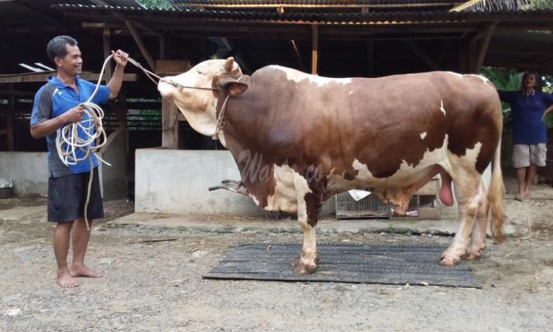 Sapi Presiden