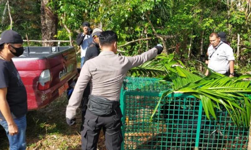  Beruang Madu Masuk Kerangkeng