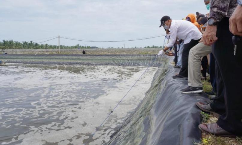 Gubernur Bengkulu Rohidin Mersyah saat panen udang di tambak PT. Dua Putra Perkasa di desa Linau Kecamatan Maje Kabupaten Kaur, Selasa (22/09/2020).