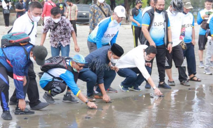 Pelepasan penyu