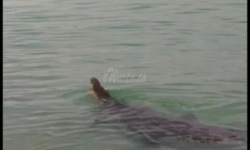 Screen Capture video hoax buaya