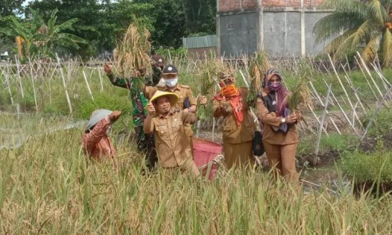 Turun ke Sawah Ikut Panen Raya, Plt Walikota juga Serahkan Rice Thresher
