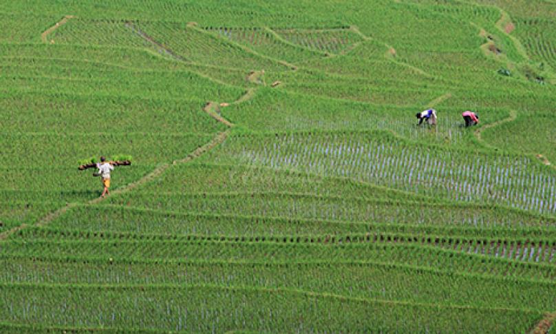 Petani menanam padi di areal sawah terasering desa Bantaragung, Sindangwangi, Majalengka, Jawa Barat, Sabtu (14/11/2020). Kementerian Pertanian menargetkan produksi padi musim tanam I (MT I) Oktober 2020 hingga Maret 2021 sebesar 20 juta ton setara beras berdasarkan luas tanam mencapai 8,2 juta hektar. - (antarafoto)