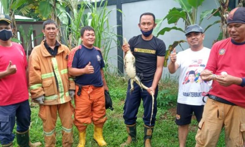 Damkar Kota Bengkulu Berhasil Evakuasi Biawak yang Berenang Dalam Sumur
