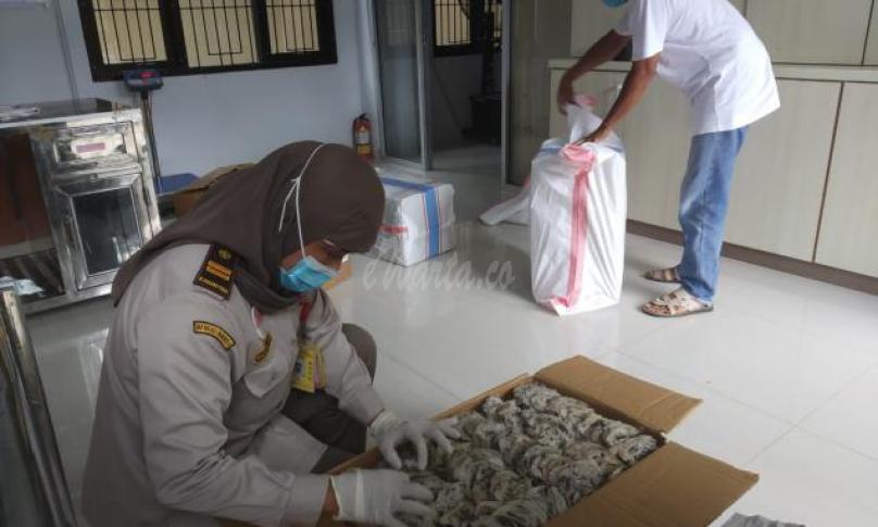 Permintaan Komoditas Sarang Burung Walet Bengkulu Tak Pernah Sepi