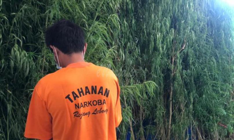 Tanam Ganja di Belakang Rumah, Seorang Petani Rejang Lebong Diamankan