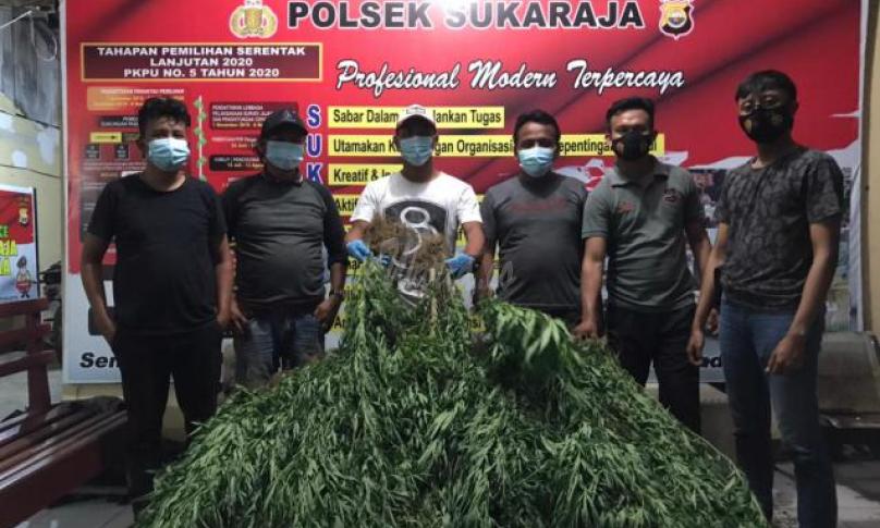 Polsek Seluma Temukan Ladang Ganja Luas 2 Ha di Tengah Kebun Kopi