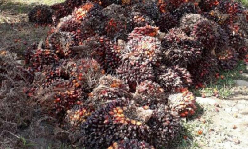 Daftar Harga Sawit di Kabupaten Mukomuko