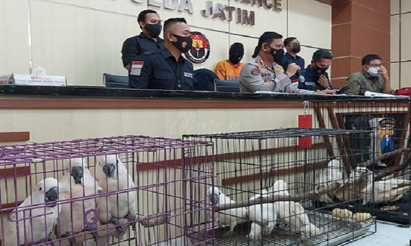 Kasus Penjualan Satwa Dilindungi Berhasil Diungkap Polda Jatim