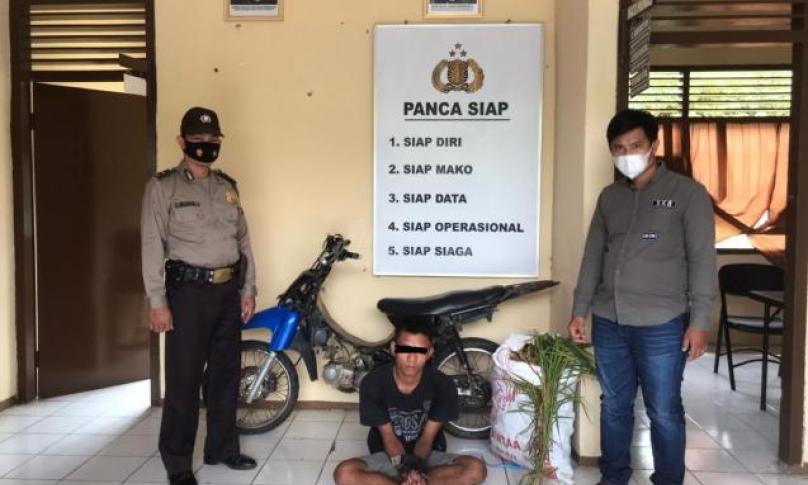 Maling Jahe Sesama Petani, Warga Sosokan 'Dikarungi' Polisi
