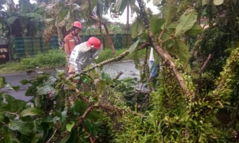 Tim Rescue Damkar Evakuasi Pohon Tumbang di Nusa Indah