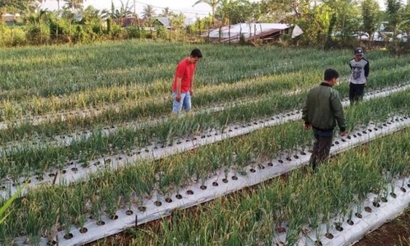 Maret, Nilai Tukar Petani di Provinsi Bengkulu Naik 3,26 persen 
