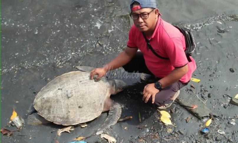 Warga Kembali Temukan Penyu Mati di Area TLB