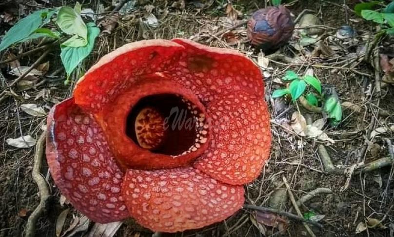 Rafflesia Kemumuensis Mekar Sempurna di Palak Siring