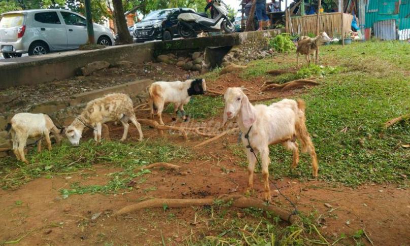 Jelang Idhul Adha, Disnakeswan Provinsi Cek Kesehatan Hewan Kurban