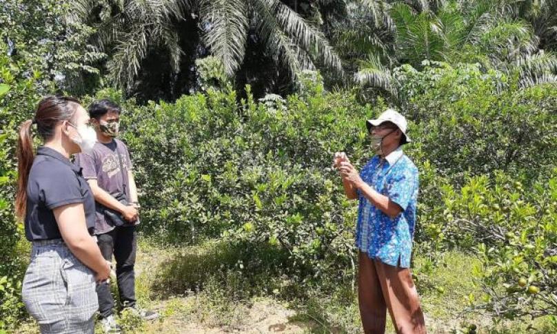 Produksi Kalamansi Tak Mati Kala Pandemi