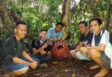 Komunitas Pemuda Lubuk Sandi saat menemukan Bunga Raflesia Mekar
